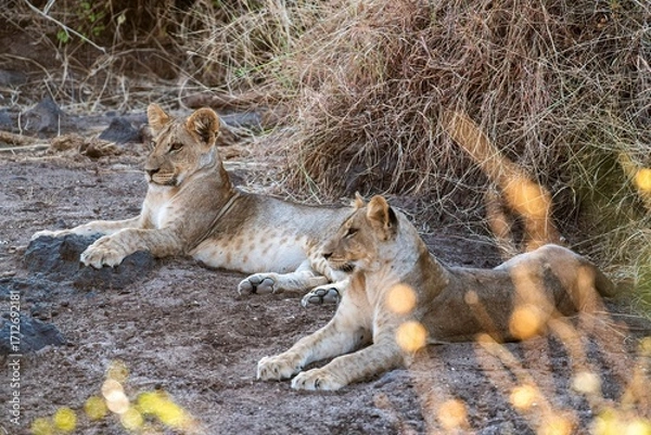 Obraz Lion cub resting in the savannah at Samburu national park in Kenya
