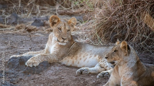 Obraz Lion cub resting in the savannah at Samburu national park in Kenya