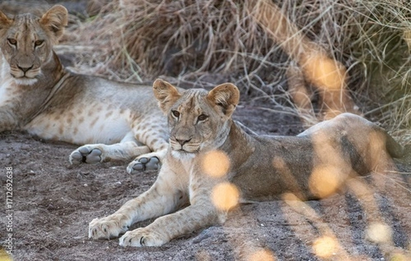 Obraz Lion cub resting in the savannah at Samburu national park in Kenya