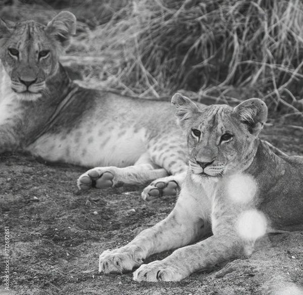 Obraz Lion cub resting in the savannah at Samburu national park in Kenya