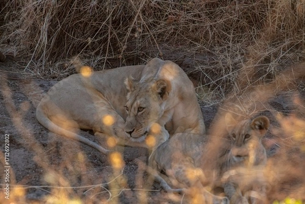 Obraz Lioness resting in the savannah at Samburu national park in Kenya
