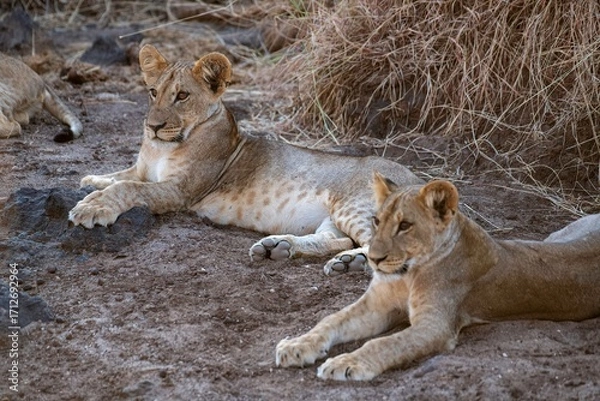 Obraz Lion cub resting in the savannah at Samburu national park in Kenya