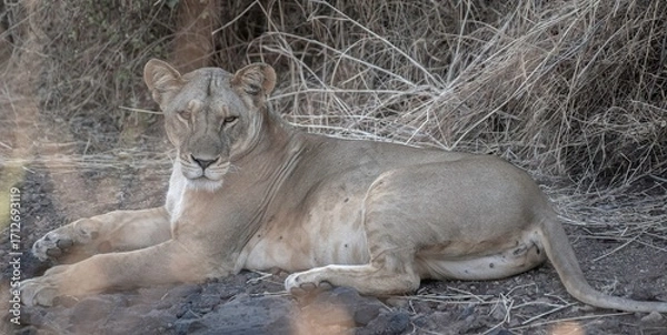 Obraz Lioness resting in the savannah at Samburu national park in Kenya