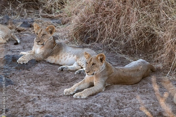 Obraz Lion cub resting in the savannah at Samburu national park in Kenya
