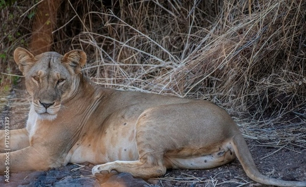 Obraz Lioness resting in the savannah at Samburu national park in Kenya