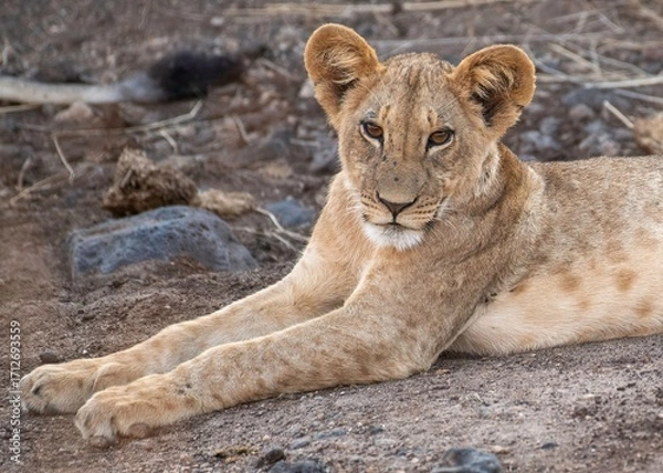 Obraz Lion cub resting in the savannah at Samburu national park in Kenya