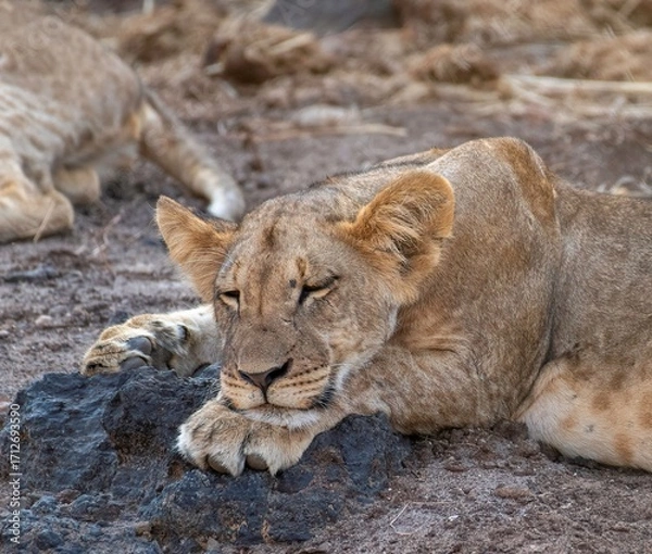 Obraz Lion cub resting in the savannah at Samburu national park in Kenya