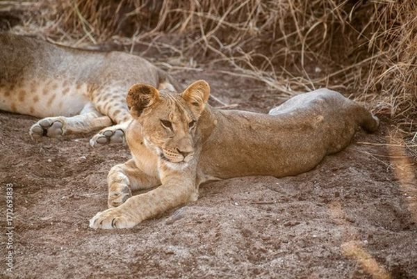 Obraz Lion cub resting in the savannah at Samburu national park in Kenya