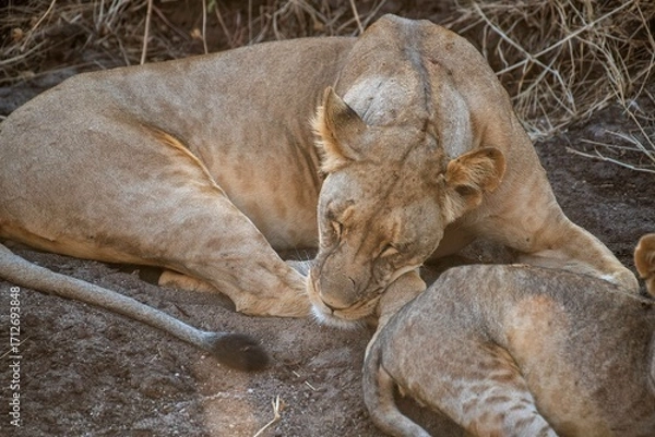 Obraz Lioness resting in the savannah at Samburu national park in Kenya