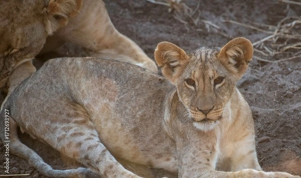 Obraz Lion cub resting in the savannah at Samburu national park in Kenya