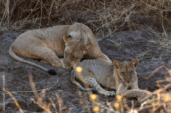 Obraz Lioness resting in the savannah at Samburu national park in Kenya