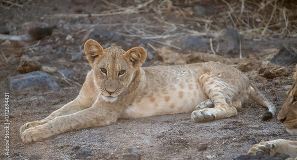Obraz Lion cub resting in the savannah at Samburu national park in Kenya