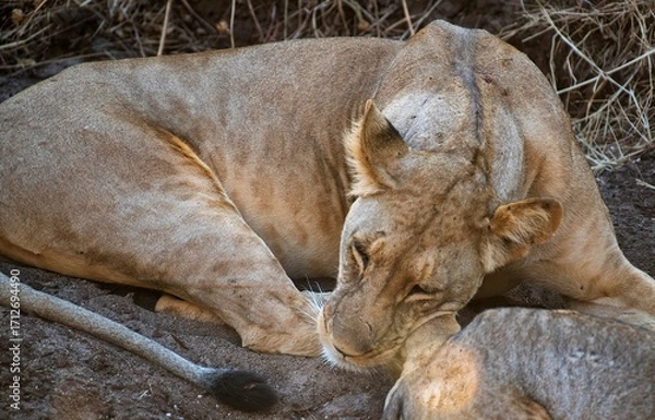 Obraz Lioness resting in the savannah at Samburu national park in Kenya