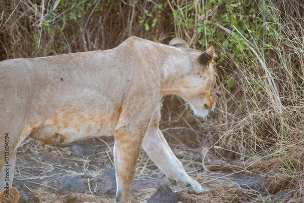 Obraz Lioness walking through the savannah at the Samburu national park in Kenya