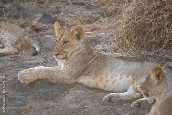Obraz Lion cub resting in the savannah at Samburu national park in Kenya