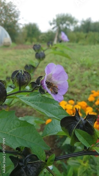 Obraz Bee in blossom