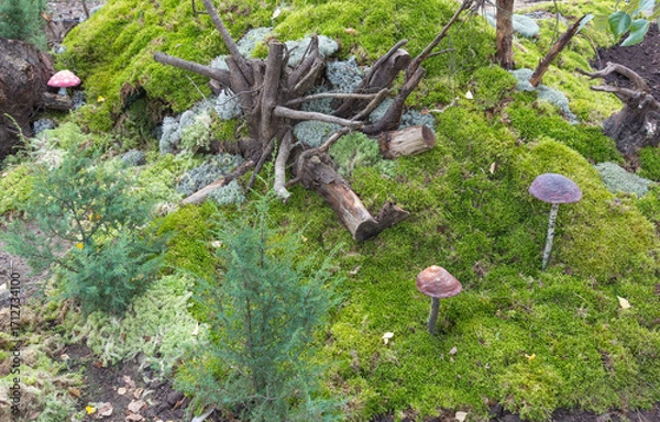 Obraz Design plan of the backyard of a garden plot and a recreation area, decorative elements, moss, roots, mushrooms