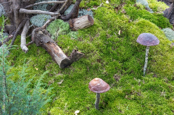 Obraz Design plan of the backyard of a garden plot and a recreation area, decorative elements, moss, roots, mushrooms