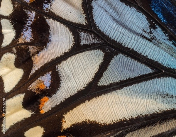Fototapeta A detailed macro photograph of a butterfly wing, showcasing its intricate patterns, veins, and colorful scales.
