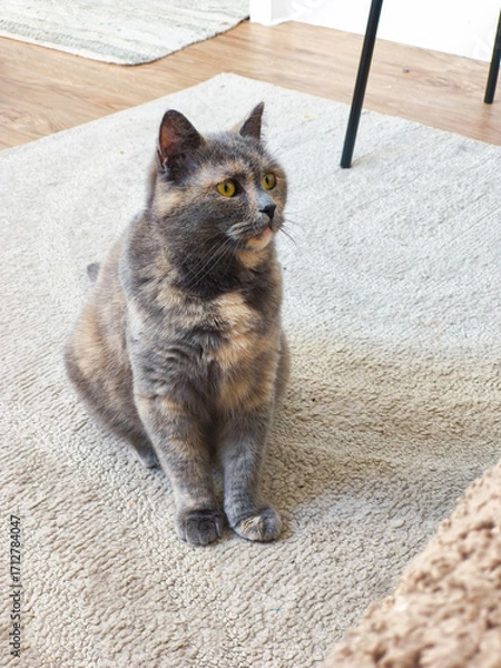 Obraz Domestic cat with a tortoiseshell coat sitting on a soft rug, gazing curiously at the surroundings, showcasing its playful and inquisitive nature in a cozy home environment
