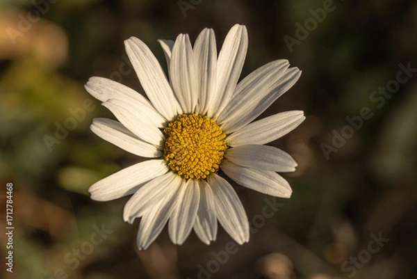 Obraz Kwiat rumianku.