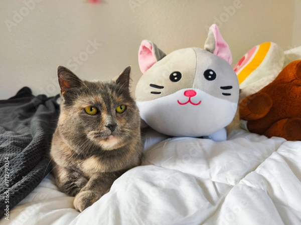 Obraz Gray domestic cat resting on a cozy bed beside a plush toy, showcasing a serene atmosphere with soft bedding and warm colors, perfect for pet lovers and home decor enthusiasts