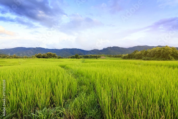 Fototapeta Sunshine at rice field with sky clouds