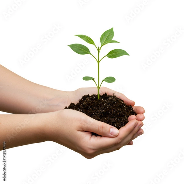 Obraz 手のひらにのった小さな緑の植物のクローズアップ 透明な背景を持つ自然と生命の概念