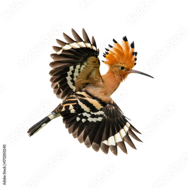 Obraz 茶色の羽を持つ飛翔中の鳥のクローズアップ透明背景