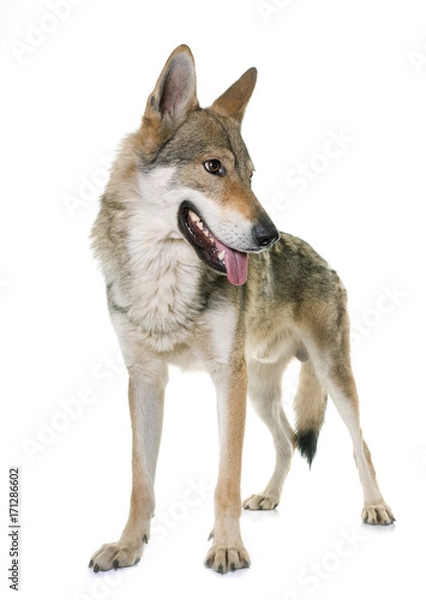 Obraz  czechoslovakian wolf dog