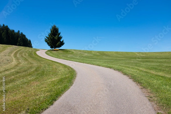 Obraz Winding road leads to a tree and a bench in the distance, Black forest, Germany
