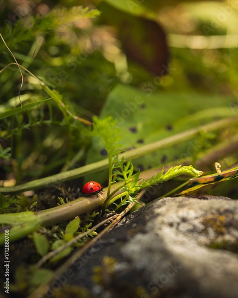 Fototapeta Ladybug in the grass
