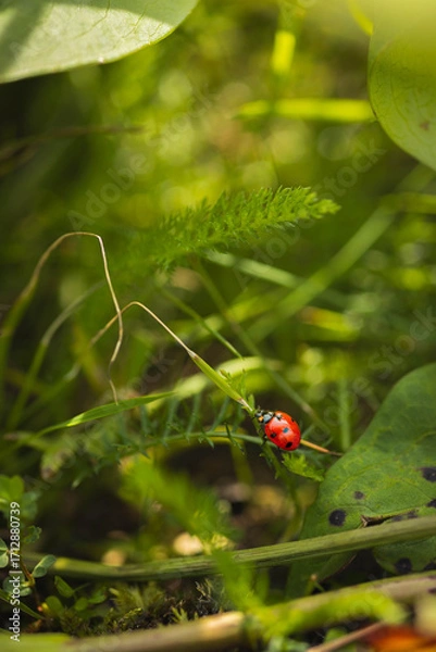 Obraz Ladybug in the grass