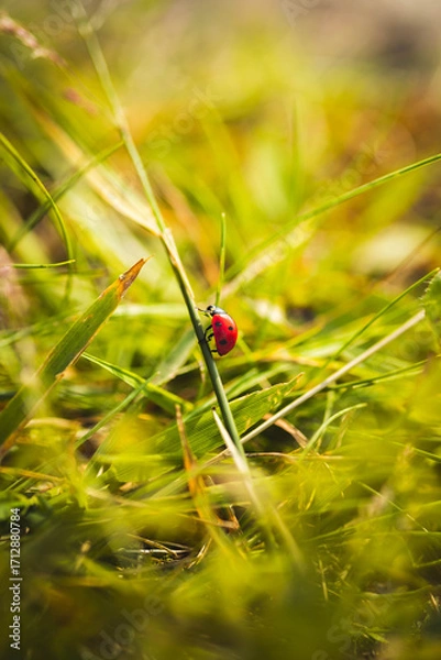Fototapeta Ladybug in the grass