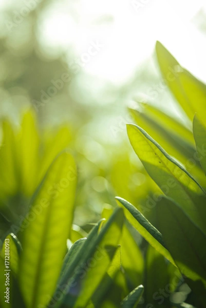 Obraz Flowers in the sun
