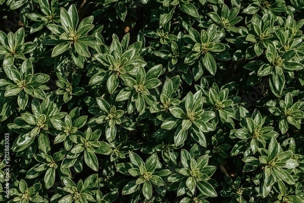 Fototapeta Decorative Trees and Shrubs