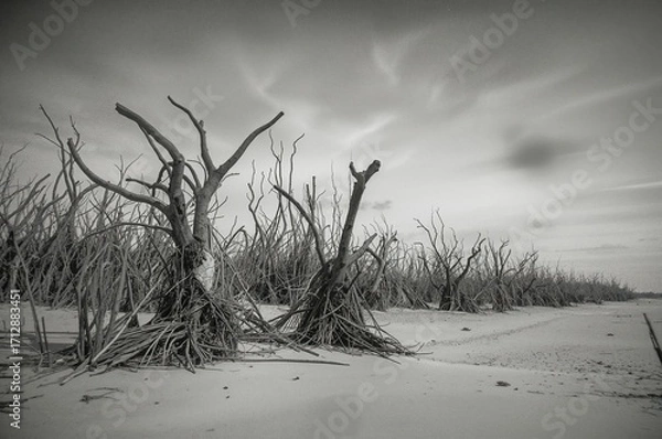 Fototapeta Dying mangrove forest by the shore captured in monochrome. Illustrates environmental issues like climate change and weather phenomena. Photo features graininess, noise, and a soft focus effect.