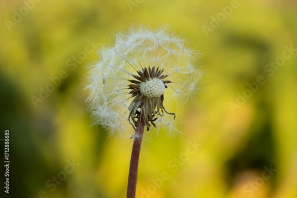 Obraz Mniszek pospolity.