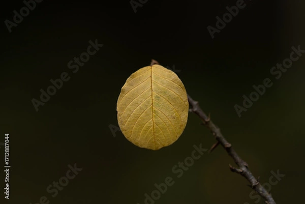 Obraz Żółty liść.