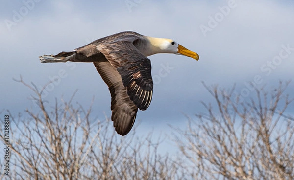 Obraz Waved Albatross in Flight 