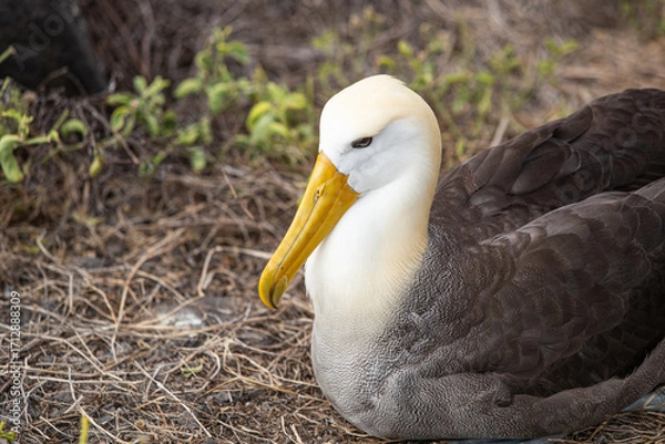 Obraz Albatross Close-up