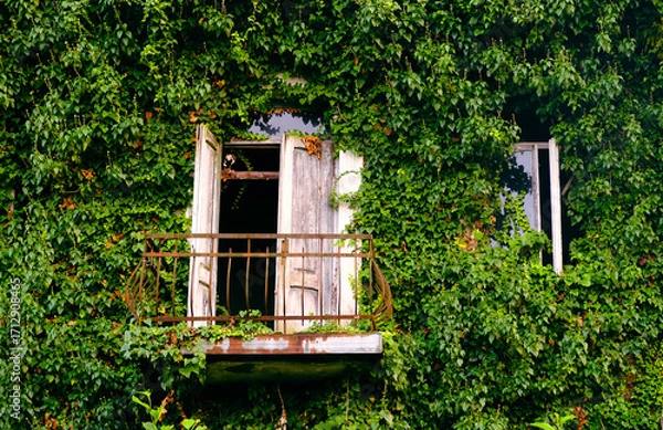 Fototapeta old window with ivy