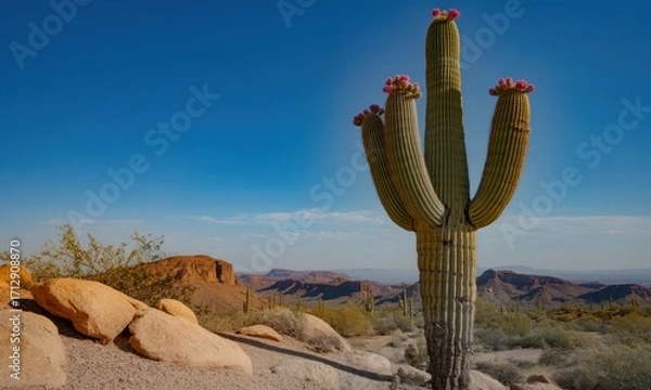Obraz Desert landscape featuring a saguaro cactus