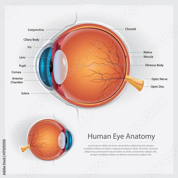Obraz Human Eye Anatomy Vector Illustration
