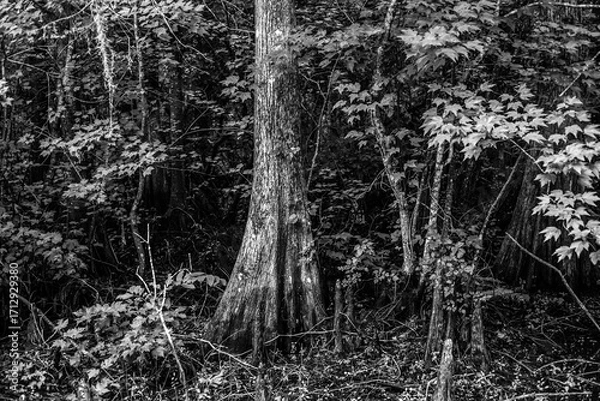 Fototapeta Cypress in the forest