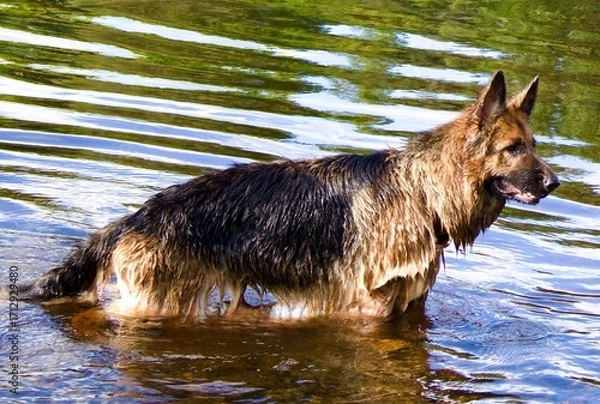 Obraz A German Shepherd stands in the water, its wet fur shining in the sunlight. The scene conveys energy and freedom, reflecting the dog’s love for nature and outdoor fun.