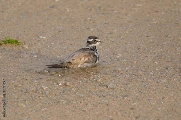 Fototapeta Golden Plover takes a bath before embarking on an uninterrupted journey from the Pacific islands to the northern wilderness. After nesting in the north, it flies back to the islands, with its chicks