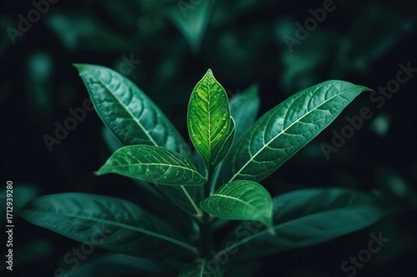 Fototapeta This herb is recognized for its inflammation-reducing effects and has been traditionally applied to ease multiple health issues, including joint pain and skin problems.