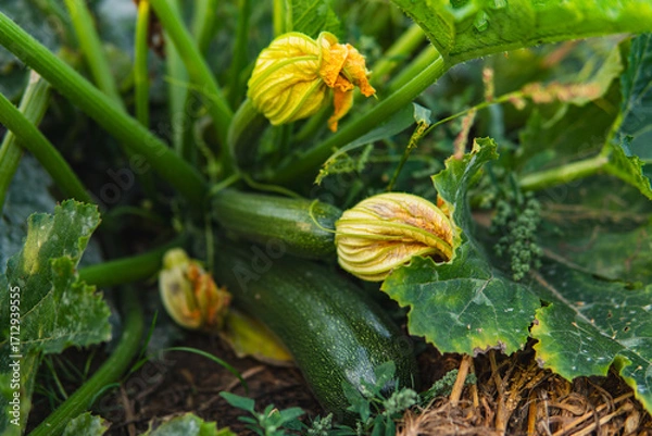 Fototapeta Close-up of flowers and fruits of zucchini growing in a field