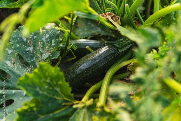 Fototapeta Close-up of flowers and fruits of zucchini growing in a field